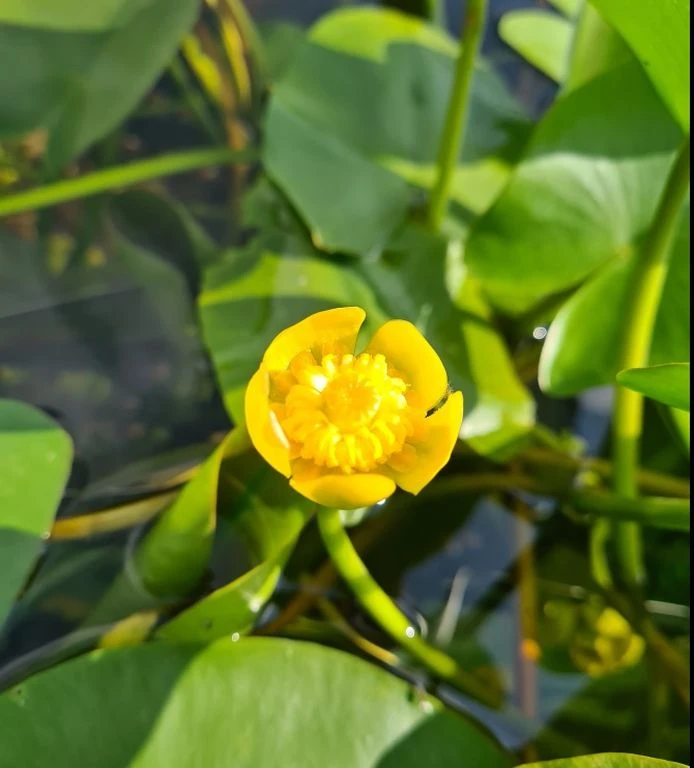 Einheimische Gelbe Teichrose / Nuphar Lutea (luteum) im 11x11 cm Topf Einheimische Gelbe Teichrose / Nuphar Lutea (luteum) Im 11x11 Cm Topf -Wfw Wasserflora GT1246aa 1 1