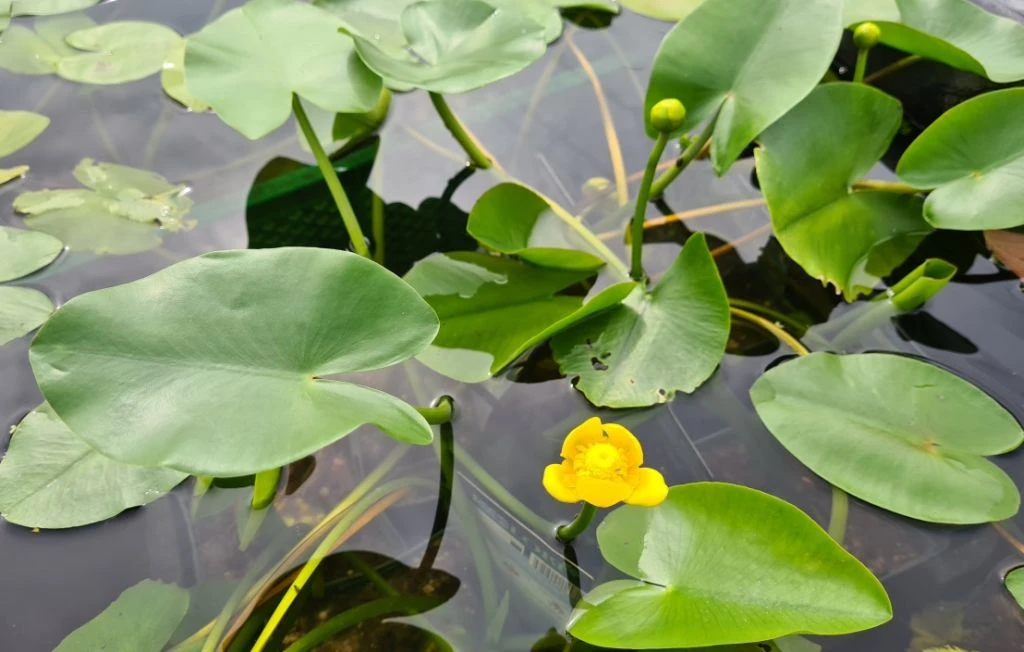 Einheimische Gelbe Teichrose / Nuphar Lutea (luteum) im 11x11 cm Topf Einheimische Gelbe Teichrose / Nuphar Lutea (luteum) Im 11x11 Cm Topf -Wfw Wasserflora GT1246aa 1 2