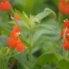 Rot-Orange Gauklerblume / Mimulus Cardinalis Im 9x9 Cm Topf -Wfw Wasserflora GT181035BA 1 1