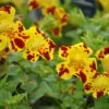 Gefleckte Gauklerblume / Mimulus Lut. Grandiflora Im 9x9 Cm Topf -Wfw Wasserflora GT181038BA 1 1