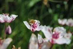 Weiße Schwanenblume - Blumenbinse / Butomus Umballatus "Alba" Im 9x9 Cm Topf