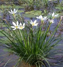 Weißer Sumpfkrokus / Zephyranthes Candida Weiß Im 9x9 Cm Topf