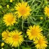 Weiden-Alant / Inula Salicina Im 9x9 Cm Topf -Wfw Wasserflora GT182037ba 1 1