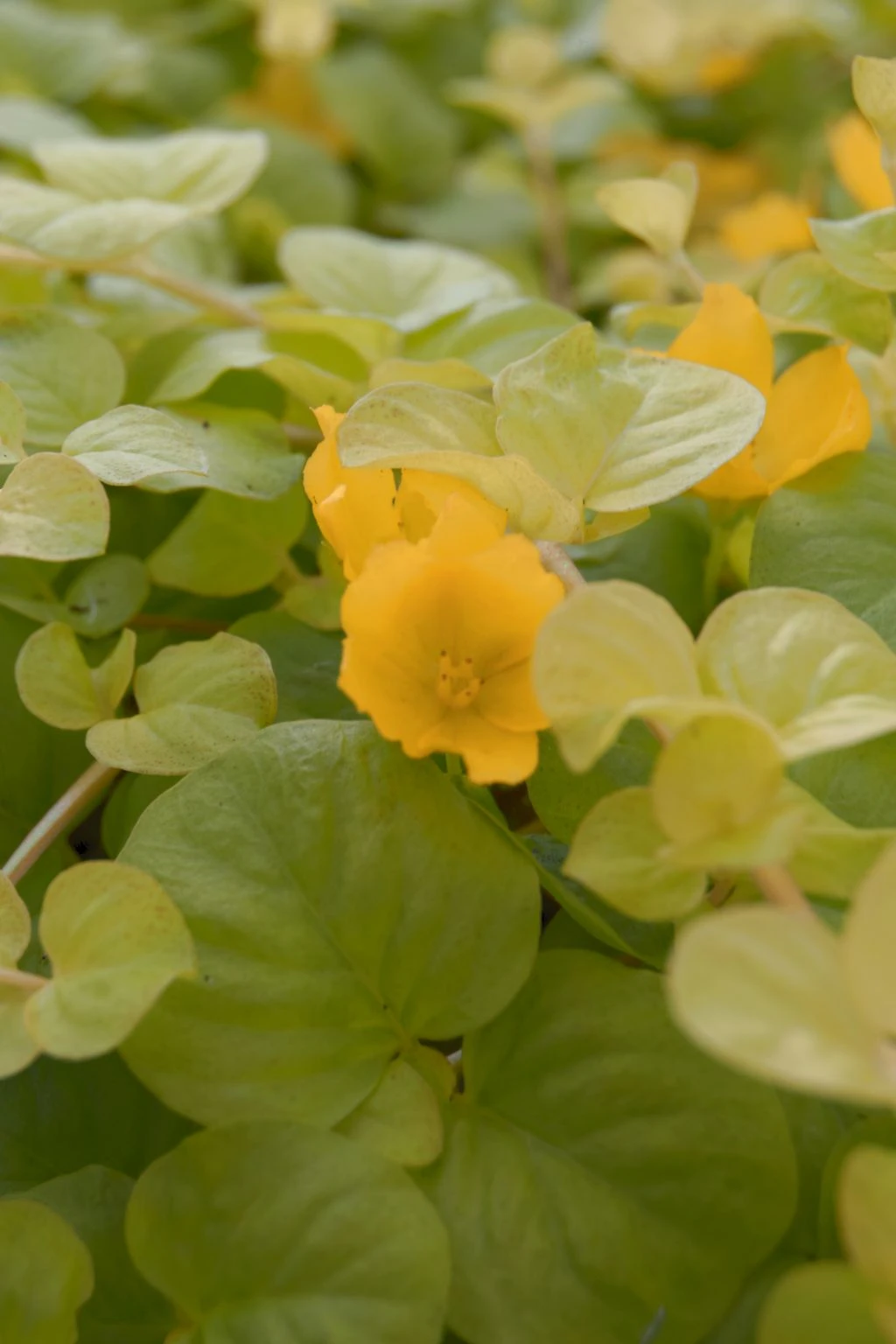 Gelbes Pfennigkraut / Lysimachia nummularia aurea im 9x9 cm Topf Gelbes Pfennigkraut / Lysimachia Nummularia Aurea Im 9x9 Cm Topf -Wfw Wasserflora GT182047BA 1 1
