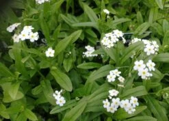 Weißes Sumpfvergißmeinnicht / Myosotis Palustris Weiß Im 9x9 Cm Topf