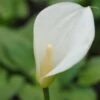 Afrikanische Calla / Zantedeschia Aethiopica Im 11x11 Cm Topf