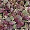 Gestreifter, Kriechender Günsel / Ajuga Reptans Burgundy Glow Im 9x9 Cm Topf -Wfw Wasserflora GT183027BA 1 1