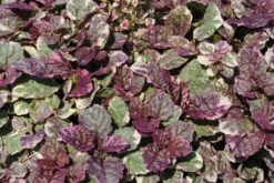 Gestreifter, Kriechender Günsel / Ajuga Reptans Burgundy Glow Im 9x9 Cm Topf