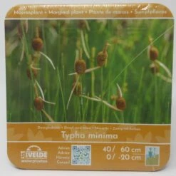 Anzucht-Set Zwergrohrkolben / Typha Minima