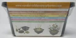 Anzucht-Set Zwergrohrkolben / Typha Minima -Wfw Wasserflora GT2000wf 1 3