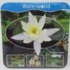 Anzucht-Set Weiße Zwerg-Seerose / Nymphaea Pygmaea Alba (tetragona) Miniseerose 2 Anzucht-Set Weiße Zwerg-Seerose / Nymphaea Pygmaea Alba (tetragona) Miniseerose -Wfw Wasserflora GT2010wf 1 1