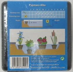 Anzucht-Set Weiße Zwerg-Seerose / Nymphaea Pygmaea Alba (tetragona) Miniseerose -Wfw Wasserflora GT2010wf 1 3