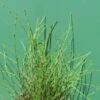 Zwergschachtelhalm / Equisetum Scirpoides Im 9x9 Cm Topf -Wfw Wasserflora GT20386ST 1