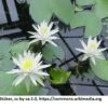 Weiße Wohlriechende Seerose / Nymphaea Odorata Im 11x11 Cm Topf -Wfw Wasserflora GT2800Wo 1 2