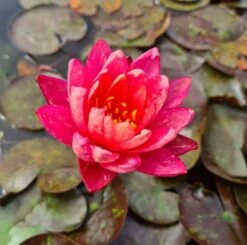 Zweifarbige Seerose / Nymphaea "Wanvisa" *Rarität* -Wfw Wasserflora GT3000wf 1 3