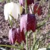 Samen Schachbrettblume / Fritillaria Meleagris - Samen Für Ca. 50 Pflanzen -Wfw Wasserflora GT37PP 1 1 1