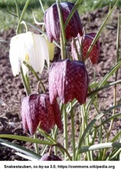 Schachbrettblume, Schachblume / Fritillaria Meleagris Im 9x9 Cm Topf
