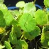 Wassernabel / Hydrocotyle Vulgaris Im 9x9 Cm Topf 2 Wassernabel / Hydrocotyle Vulgaris Im 9x9 Cm Topf -Wfw Wasserflora GT442Wo 1 2