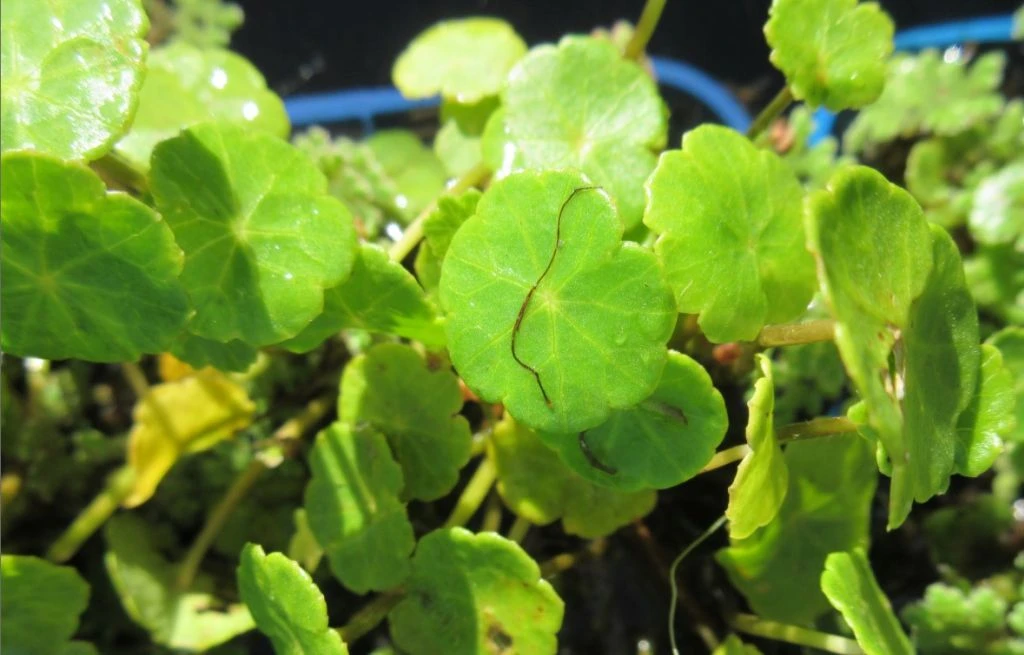 Wassernabel / Hydrocotyle vulgaris im 9x9 cm Topf Wassernabel / Hydrocotyle Vulgaris Im 9x9 Cm Topf -Wfw Wasserflora GT442Wo 1 2