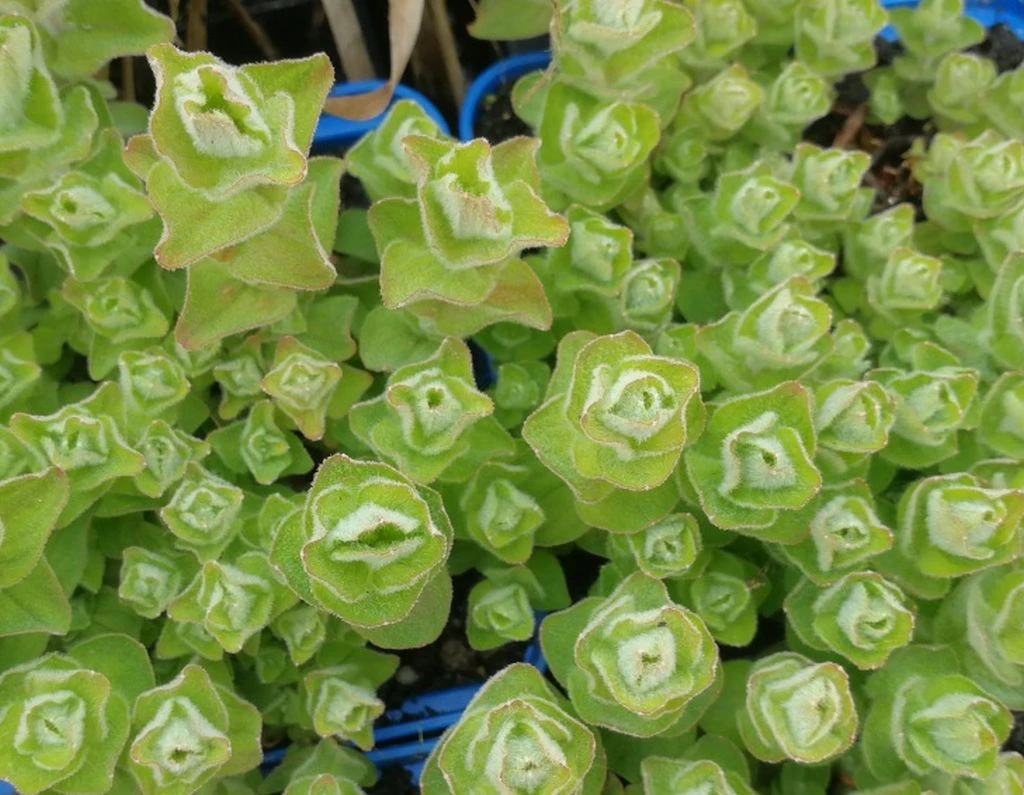 Sumpf-Johanniskraut - Sumpf-Hartheu, gelb / Hypericum elodes im 9x9 cm Topf Sumpf-Johanniskraut - Sumpf-Hartheu, Gelb / Hypericum Elodes Im 9x9 Cm Topf -Wfw Wasserflora GT445Wo 1 2