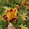 Getigerte Gauklerblume / Mimulus Tigrinus - Gelb-rot Gefleckt Im 9x9 Cm Topf -Wfw Wasserflora GT700Wo 1 1