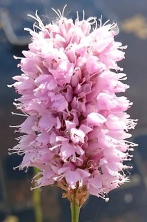 Schlangen-Wiesenknöterich, rosa / Persicaria bistorta - Bistorta officinalis im 9x9 cm Topf Schlangen-Wiesenknöterich, Rosa / Persicaria Bistorta - Bistorta Officinalis Im 9x9 Cm Topf -Wfw Wasserflora GT836Wo 1