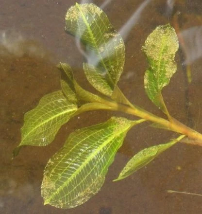 Glänzendes Laichkraut / Potamogeton lucens im 9x9 cm Topf Glänzendes Laichkraut / Potamogeton Lucens Im 9x9 Cm Topf -Wfw Wasserflora GT905722Km 1
