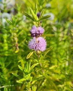 Blaue Englische Wasserminze / Mentha (Preslia) Cervina Im 9x9 Cm Topf