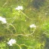 Wasser-Hahnenfuß, Weiß / Ranunculus Aquatilis Im 9x9 Cm Topf 1 Wasser-Hahnenfuß, Weiß / Ranunculus Aquatilis Im 9x9 Cm Topf -Wfw Wasserflora GT990Wo 1