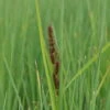 Hirse Segge / Carex Panicea Im 9x9 Cm Topf 2 Hirse Segge / Carex Panicea Im 9x9 Cm Topf -Wfw Wasserflora GTA 083BA 1 1