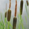 Feinblättriger Rohrkolben / Typha Gracilis Im 9x9 Cm Topf