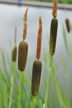 Feinblättriger Rohrkolben / Typha Gracilis Im 9x9 Cm Topf