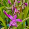 Winterharte Gartenorchidee - Japanorchidee / Bletilla Striata -Wfw Wasserflora GTC 002BA 1 1