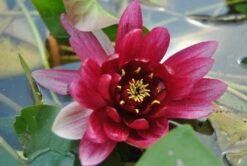 Kaminrote Seerose / Nymphaea "Rene Gerard" Im 11x11 Cm Topf