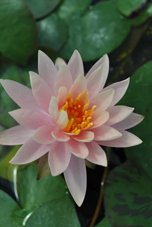 Rosa wohlriechende Seerose / Nymphaea "Rosennymphe" im 11x11 cm Topf Rosa Wohlriechende Seerose / Nymphaea "Rosennymphe" Im 11x11 Cm Topf -Wfw Wasserflora GTF 013BA 1 1