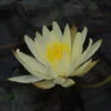 Kariengelbe Seerose / Nymphaea "Sulphurea" Im 11x11 Cm Topf -Wfw Wasserflora GTF 015BA 1 1