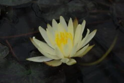 Kariengelbe Seerose / Nymphaea "Sulphurea" Im 11x11 Cm Topf