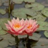 Kupferne Seerose / Nymphaea "Aurora" Im 11x11 Cm Topf -Wfw Wasserflora GTF 017BA 1 1