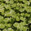 Gestreifter Wassernabel / Hydrocotyle "Crystal Confetti" Im 11x11 Cm Topf 2 Gestreifter Wassernabel / Hydrocotyle "Crystal Confetti" Im 11x11 Cm Topf -Wfw Wasserflora GTU 015BA 1 1