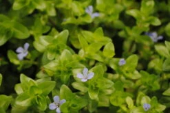 Großes Fettblatt / Bacopa Caroliniana Im 11x11 Cm Topf