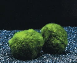 Jumbo Mooskugel Größe XXL Ab 8 Cm / Aegagropila Linnaei - Marimo Moos Ball