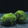 Mooskugel Größe XL 5-7 Cm / Aegagropila Linnaei - Marimo Moos Ball 1 Mooskugel Größe XL 5-7 Cm / Aegagropila Linnaei - Marimo Moos Ball -Wfw Wasserflora K002PO 1