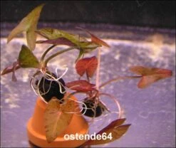 Grüner Tigerlotus Mit Knolle+Blätter / Nymphaea Lotus Var. Viridis