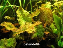 Grüner Tigerlotus Knolle+Trieb / Nymphaea Lotus Var. Viridis -Wfw Wasserflora KG100PP 1 3