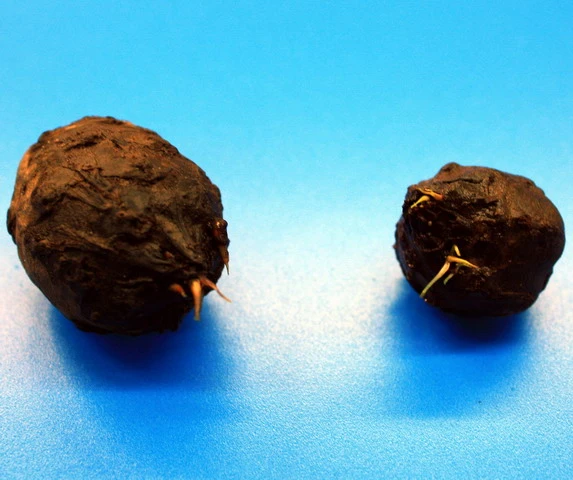 Roter Tigerlotus Knolle+Trieb / Nymphaea lotus var. rubra Roter Tigerlotus Knolle+Trieb / Nymphaea Lotus Var. Rubra -Wfw Wasserflora KR100PP 1 1