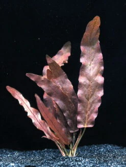 Rote Langblättrige Barclaya / Barclaya Longifolia Rubra *TOP-RARITÄT*