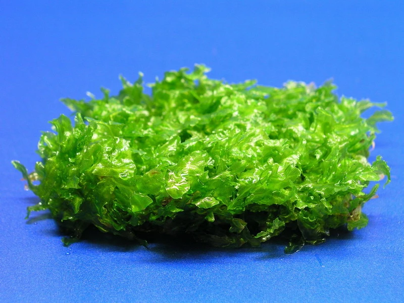 Monosolenium tenerum / Großes Teichlebermoos - Pelia (Pellia) Polster 110 x 80 mm, Moos Monosolenium Tenerum / Großes Teichlebermoos - Pelia (Pellia) Polster 110 X 80 Mm, Moos -Wfw Wasserflora M002T 1 3