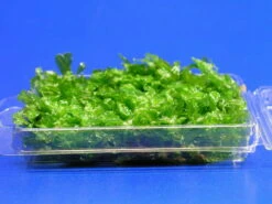 Monosolenium Tenerum / Großes Teichlebermoos - Pelia (Pellia) Polster 110 X 80 Mm, Moos 5 Monosolenium Tenerum / Großes Teichlebermoos - Pelia (Pellia) Polster 110 X 80 Mm, Moos -Wfw Wasserflora M002T 1 5