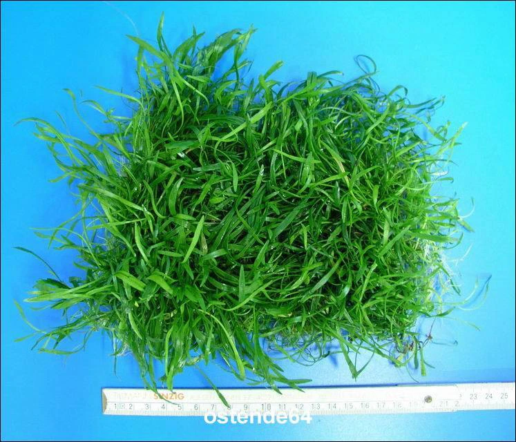 Neuseelandgras - schöne dichte Matte 150x120 mm / Lilaeopsis novae zelandiae Neuseelandgras - Schöne Dichte Matte 150x120 Mm / Lilaeopsis Novae Zelandiae -Wfw Wasserflora M10819ST 1 1