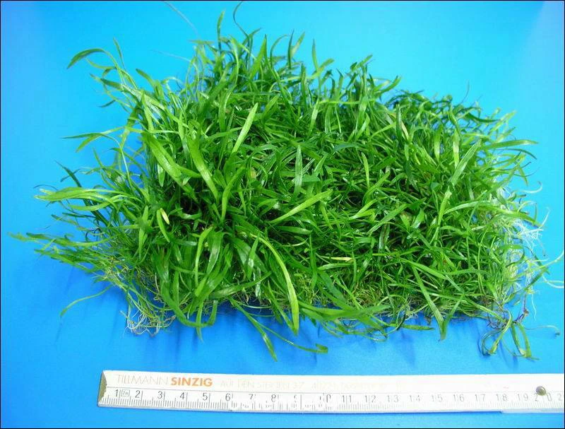 Neuseelandgras - schöne dichte Matte 150x120 mm / Lilaeopsis novae zelandiae Neuseelandgras - Schöne Dichte Matte 150x120 Mm / Lilaeopsis Novae Zelandiae -Wfw Wasserflora M10819ST 1 2